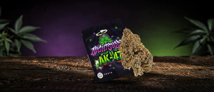 Beutel und Blüte der Sorte AK-47 auf dunklem Holztisch in violettem und grünem Licht, AK-47 Strain