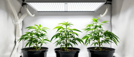 Drei junge Hanfpflanzen in schwarzen Töpfen unter LED-Lampe im Growzelt, Cannabis Wachstumsphase
