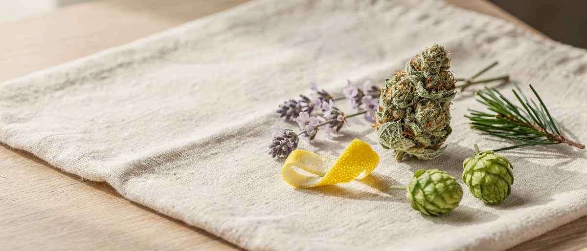 Hanfblüte umgeben von Lavendel, Zitronenschale, Kiefernzweig und Hopfendolden auf hellem Leinen