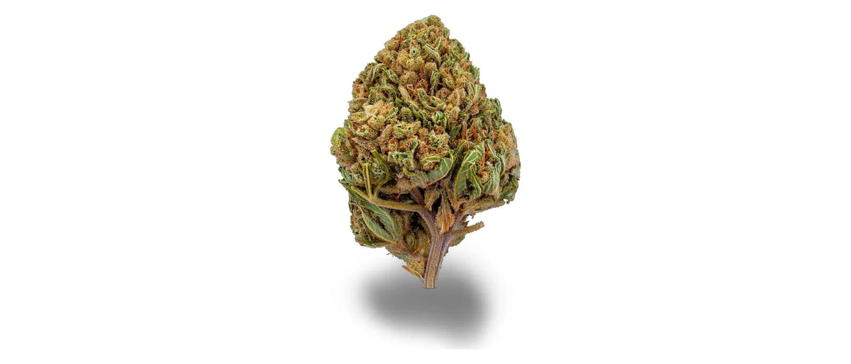 Getrocknete Hanfblüte mit dichtem Trichombesatz und orangen Blütenstempeln auf weißem Grund, Trichome