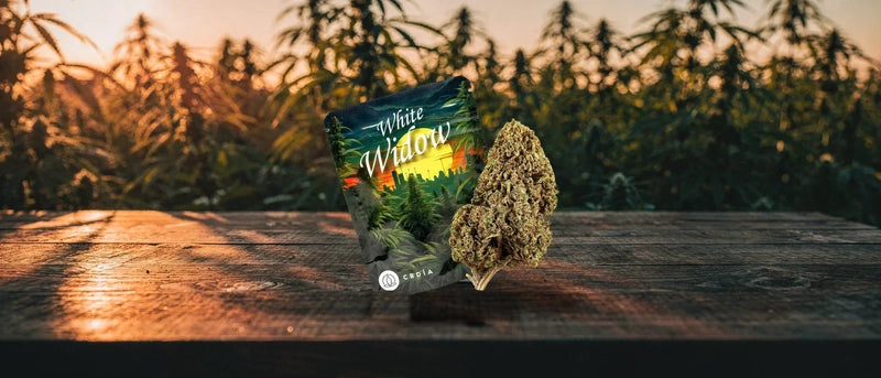 White-Widow-Beutel mit CBD-Blüte auf Holztisch vor Hanffeld im Abendlicht, White Widow Strain