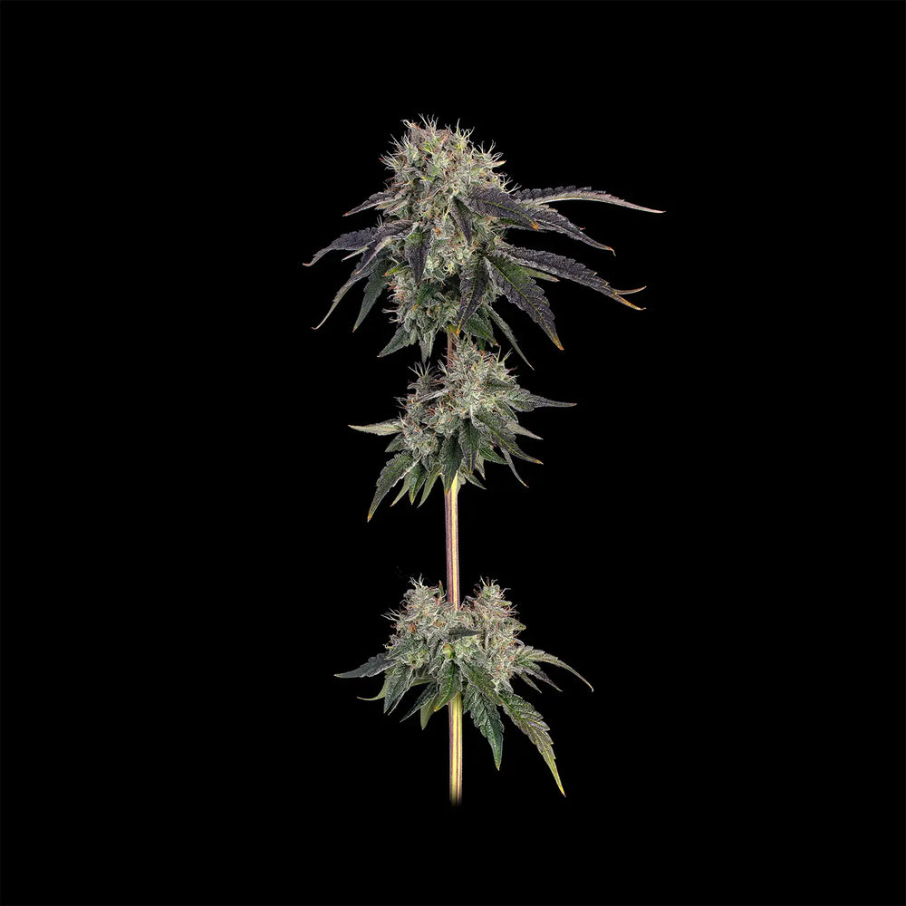 Eine ausgewachsene Pflanze von Larry OG