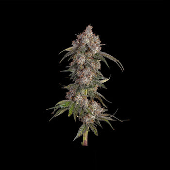 Eine ausgewachsene Pflanze von Platinum OG
