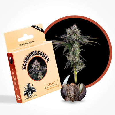 Gelato Seeds Feminizadas Rápidas