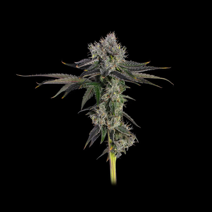 Eine ausgewachsene Pflanze von Gelato