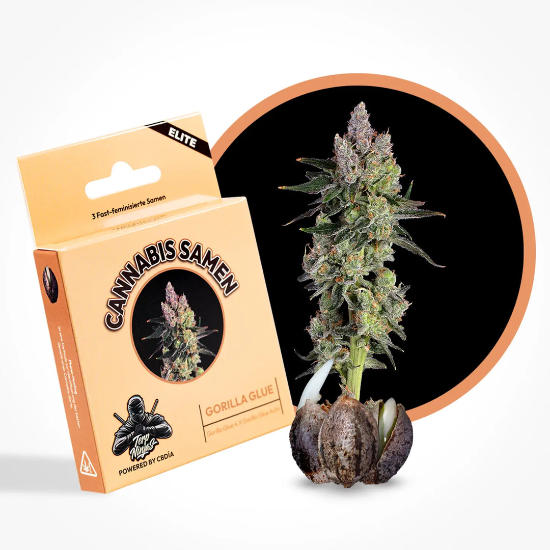 Eine Grafik zur Cannabis Sorte Gorilla Glue