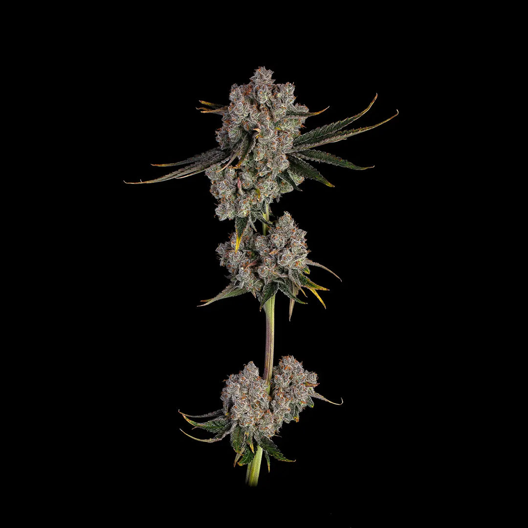 Eine ausgewachsene Pflanze von Candy Games