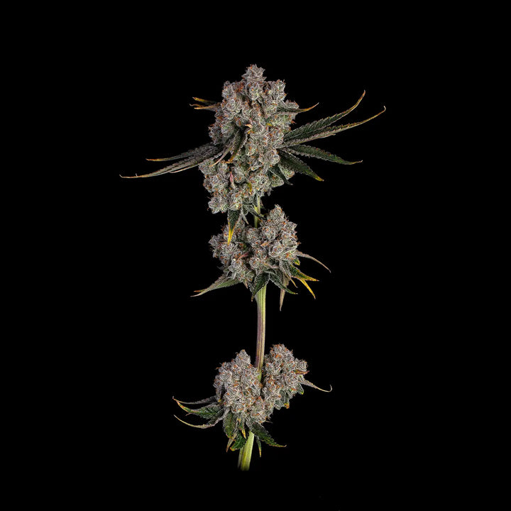 Eine ausgewachsene Pflanze von Candy Games