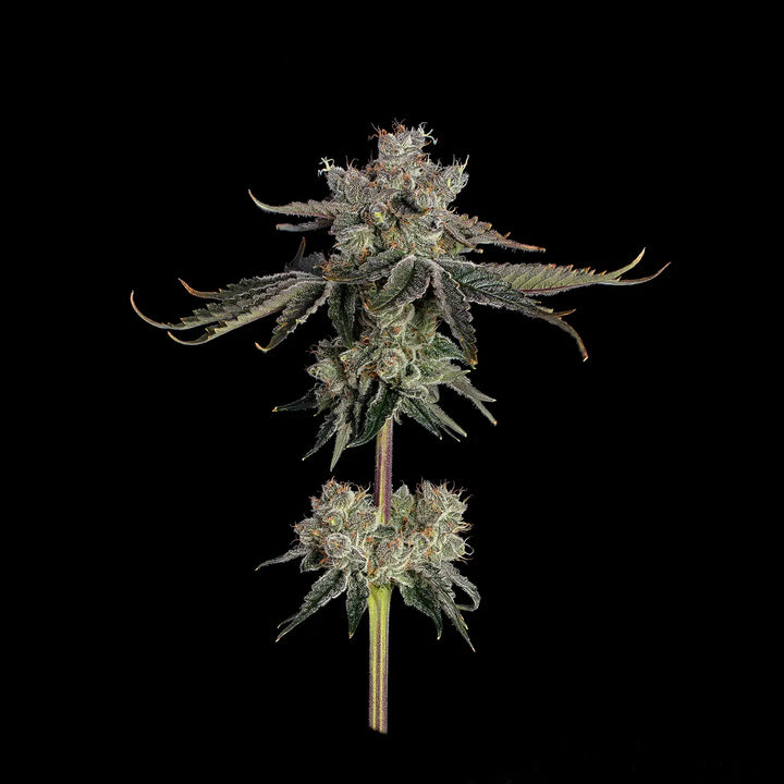 Eine ausgewachsene Pflanze von Sweet Sixteen