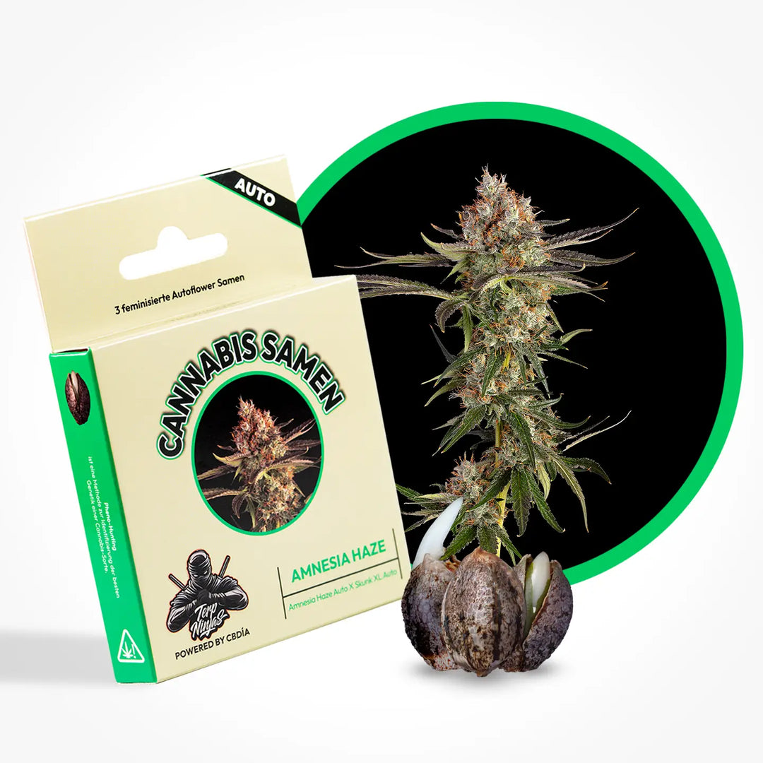 Eine Grafik zur Cannabis Sorte Amnesia Haze