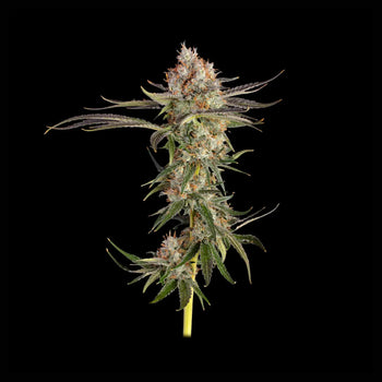 Eine ausgewachsene Pflanze von Amnesia Haze