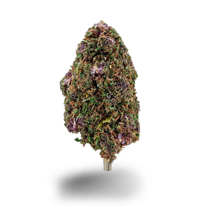 Eine Nahaufnahme der Sorte Vanilla Kush