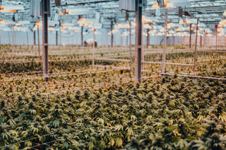 Großhandel von CBD