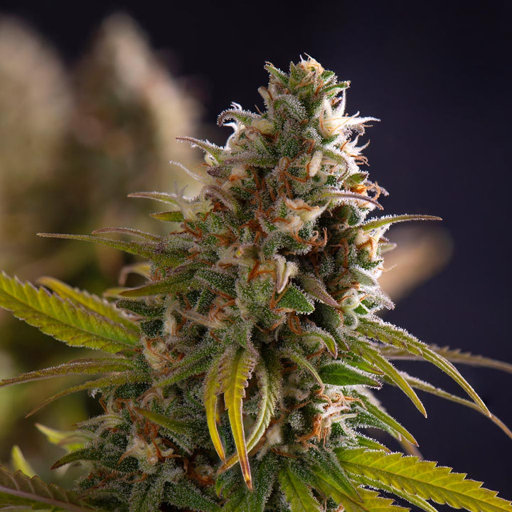 Critical Kush Automatik THC Samen